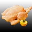 POLLO DE GRANJA  1ª cat            2.5 Kg